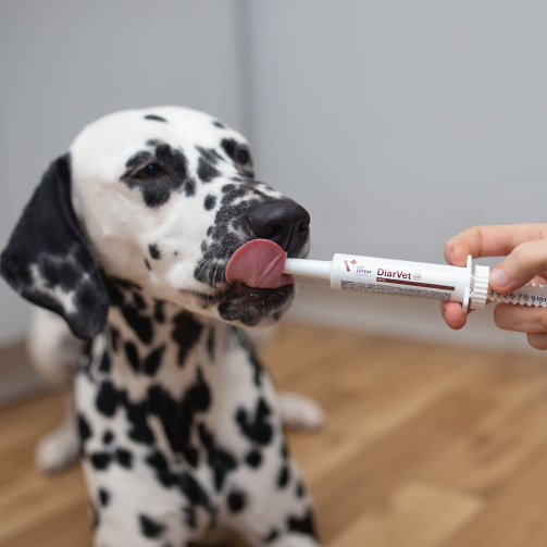 VET EXPERT DIARVET - preparat wspomagający w biegunce dla psów i kotów 20g