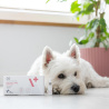 VET EXPERT ATOSIS CARE SPOT-ON - specjalistyczny preparat do stosowania miejscowego dla psów i kotów ze skórą skłonną do atopii