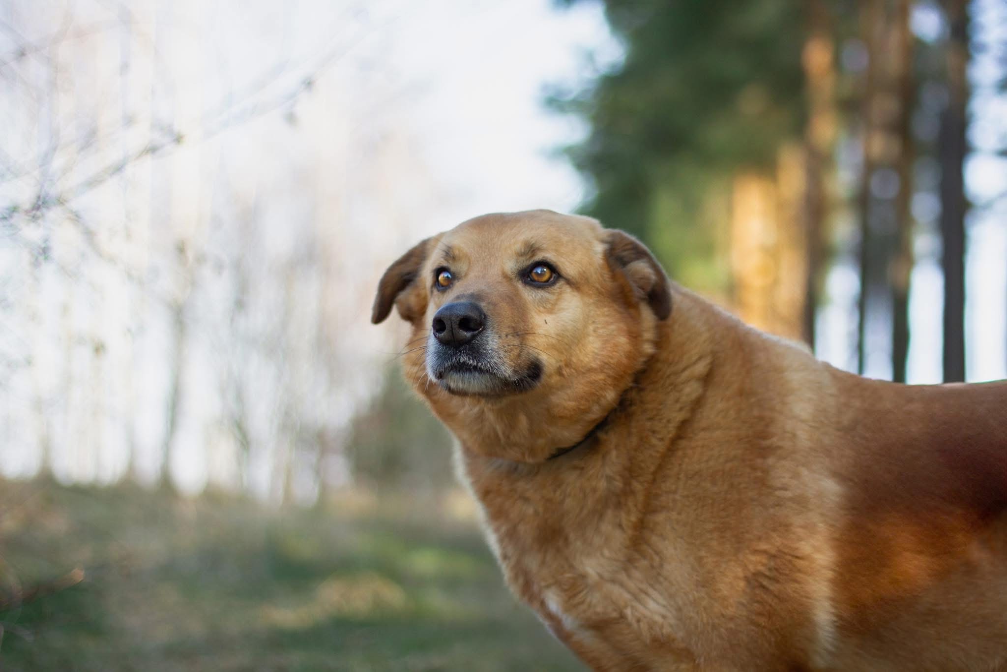 Pies Omlet (adopciak) na spacerze