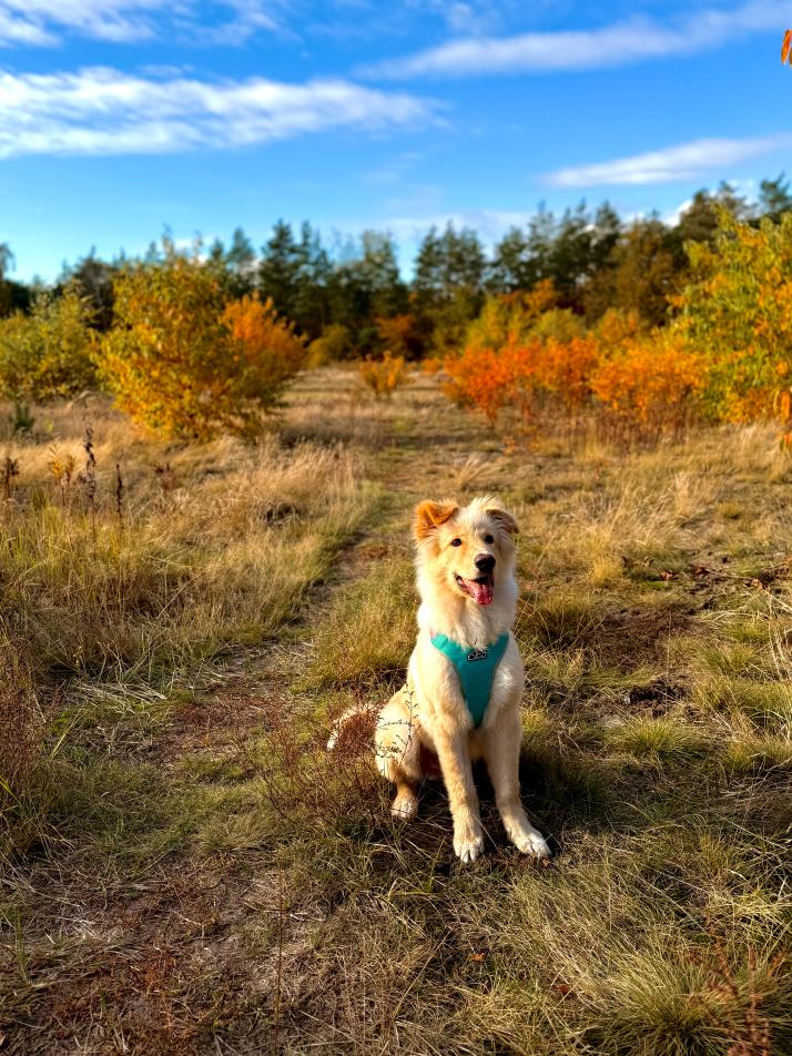 Pies Bao podczas treningu