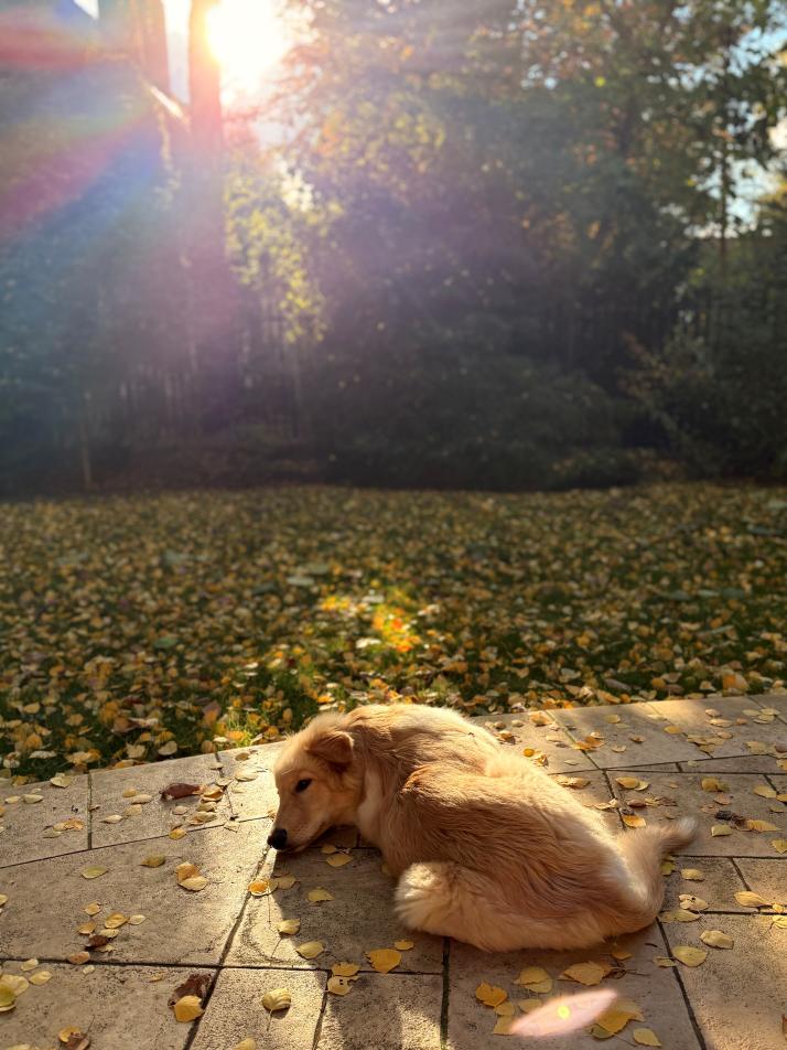 Pies Bao podczas odpoczynku