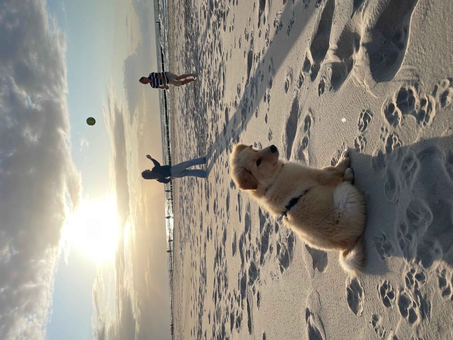 Pies Bao na plaży, patrzący w dal