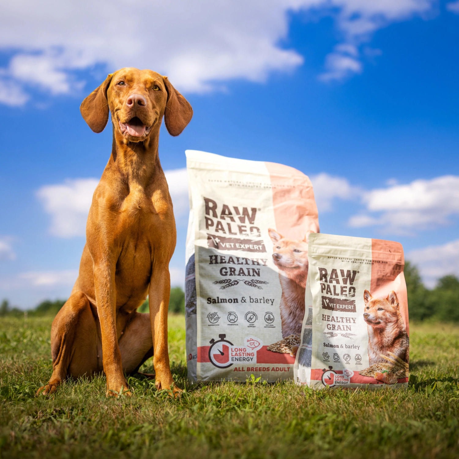 RAW PALEO HEALTHY GRAIN ADULT SALMON