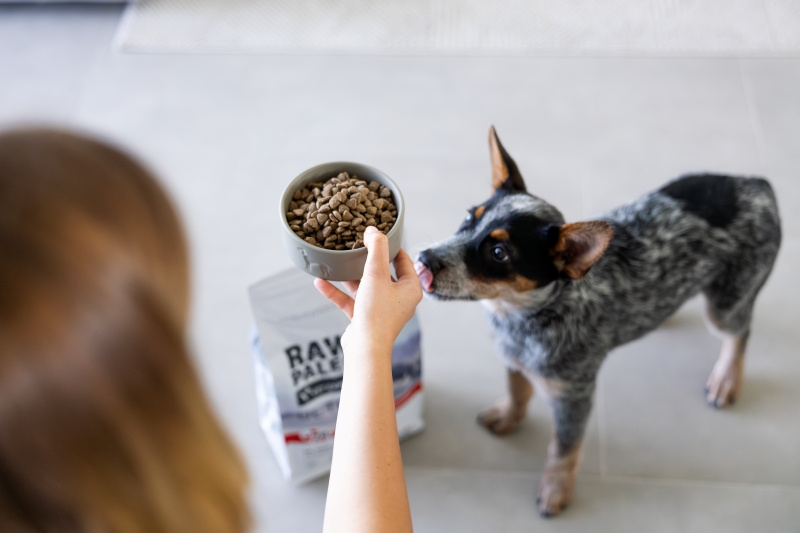 Cechy idealnej psiej karmy. Dlaczego wybór karmy ma tak duże znaczenie?