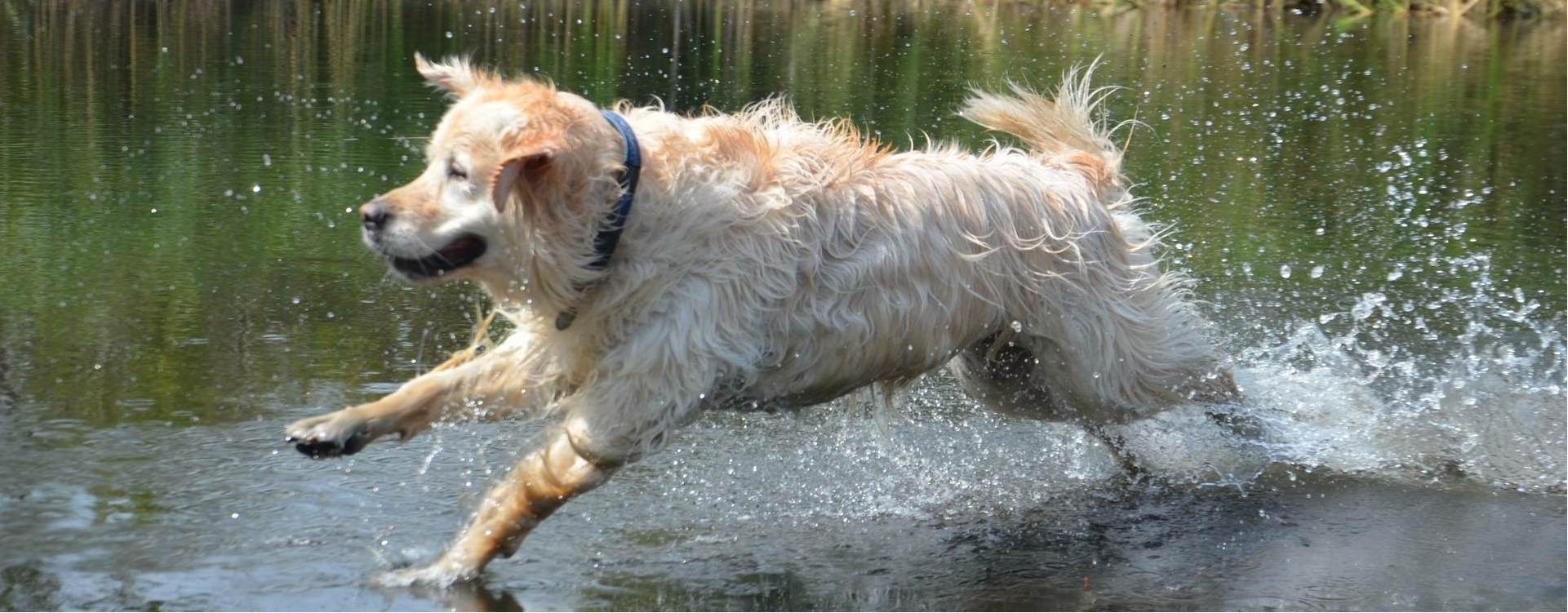 Rasy psów FCI - co powinieneś wiedzieć o swoim psie?