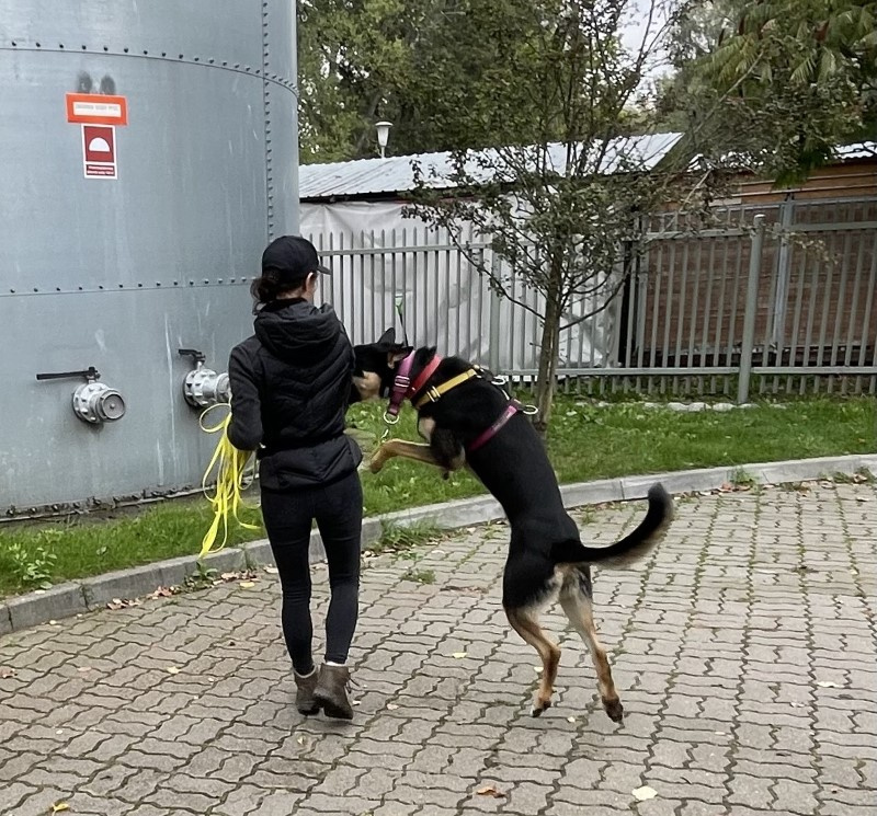 Zachowanie psa - czy zawsze jest logiczne?