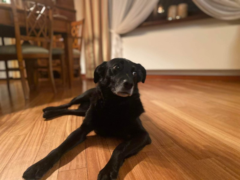 Walka, ucieczka, zamrożenie, flirt. Poznaj strategie przetrwania psa