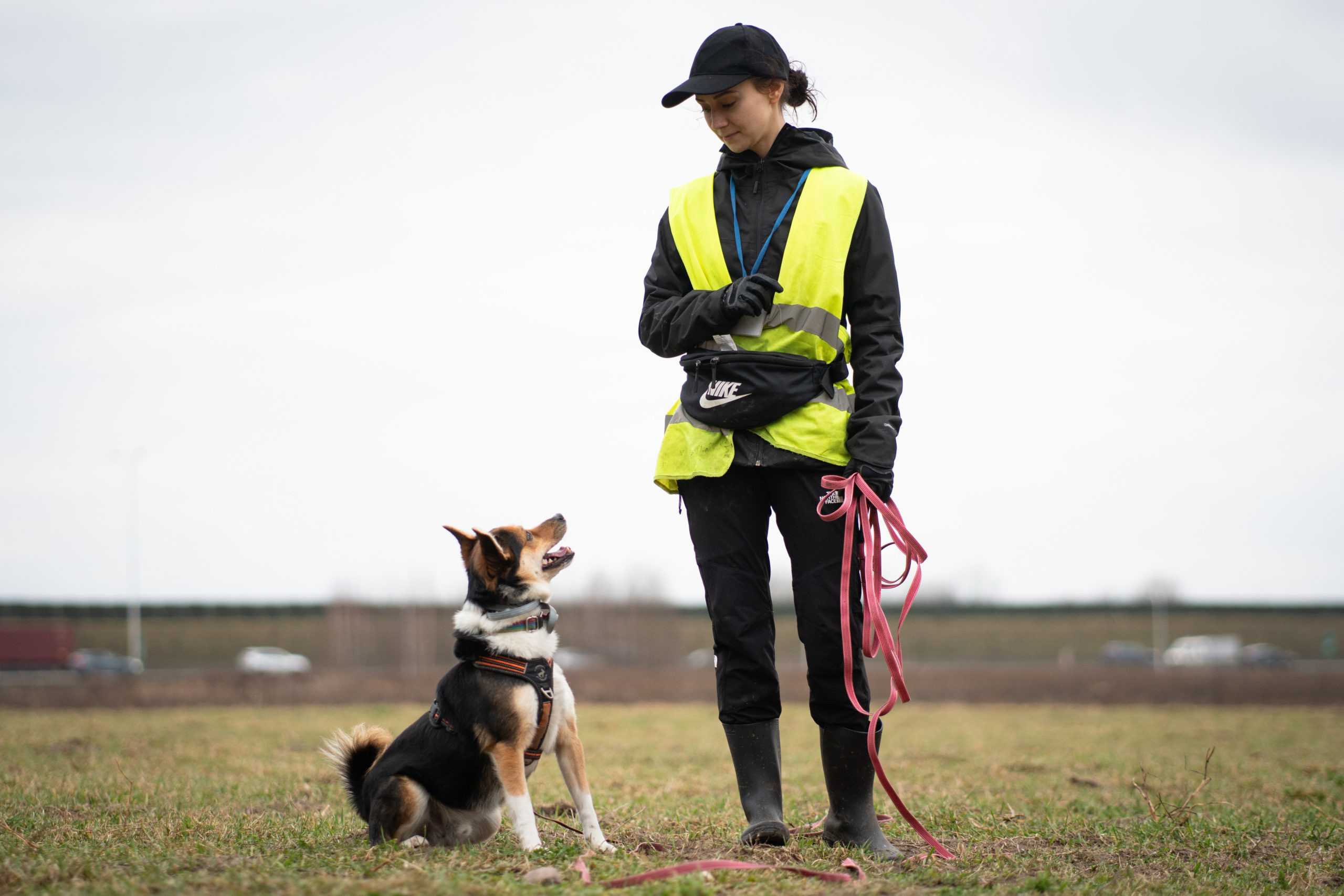 Pies jaki jest – każdy widzi… czy na pewno?