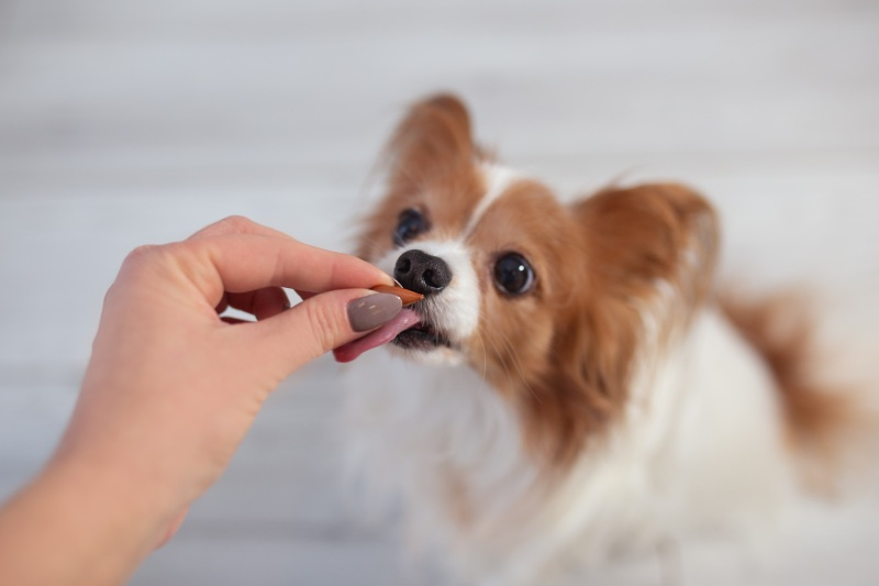 Co na stres u psa? Naturalne sposoby i suplementy uspokajające dla psa