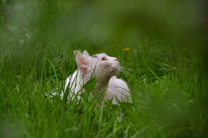 Borelioza u kotów - objawy, leczenie i rokowania