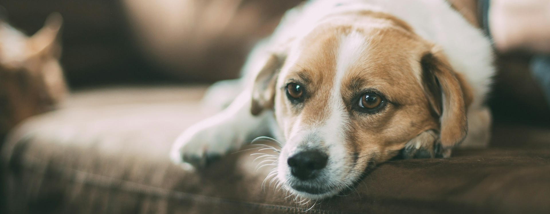 Endokardioza u psa – przyczyny, objawy leczenie, rokowania