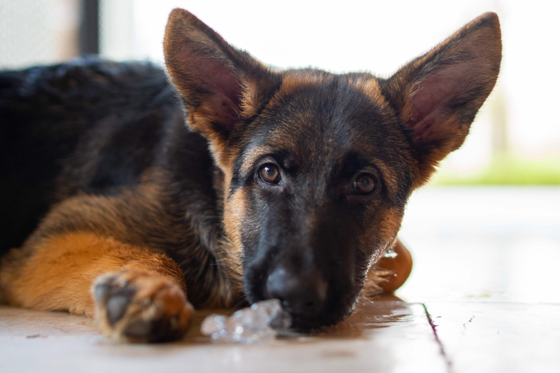 Lody dla psa – przepisy. Czy pies może jeść lody?