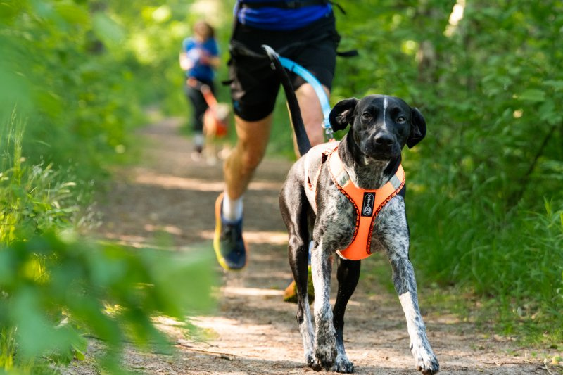 Bieganie – jak zacząć canicross?