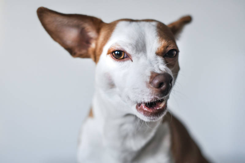 Agresja lękowa u psa - co robić? Jak sobie radzić?