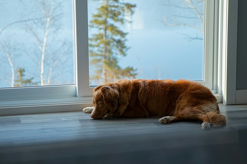 Alergia pokarmowa u psa - objawy i leczenie. Jaka karma?