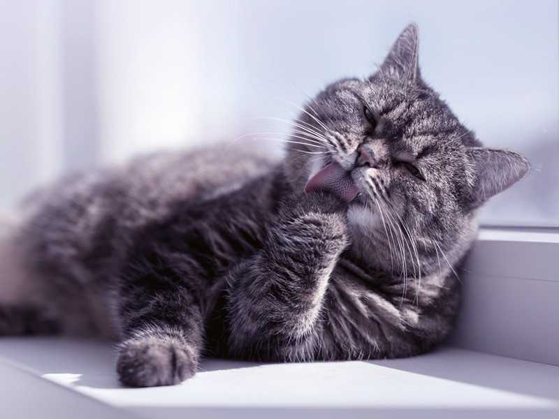 Kot senior – jak dbać o starszego kota?