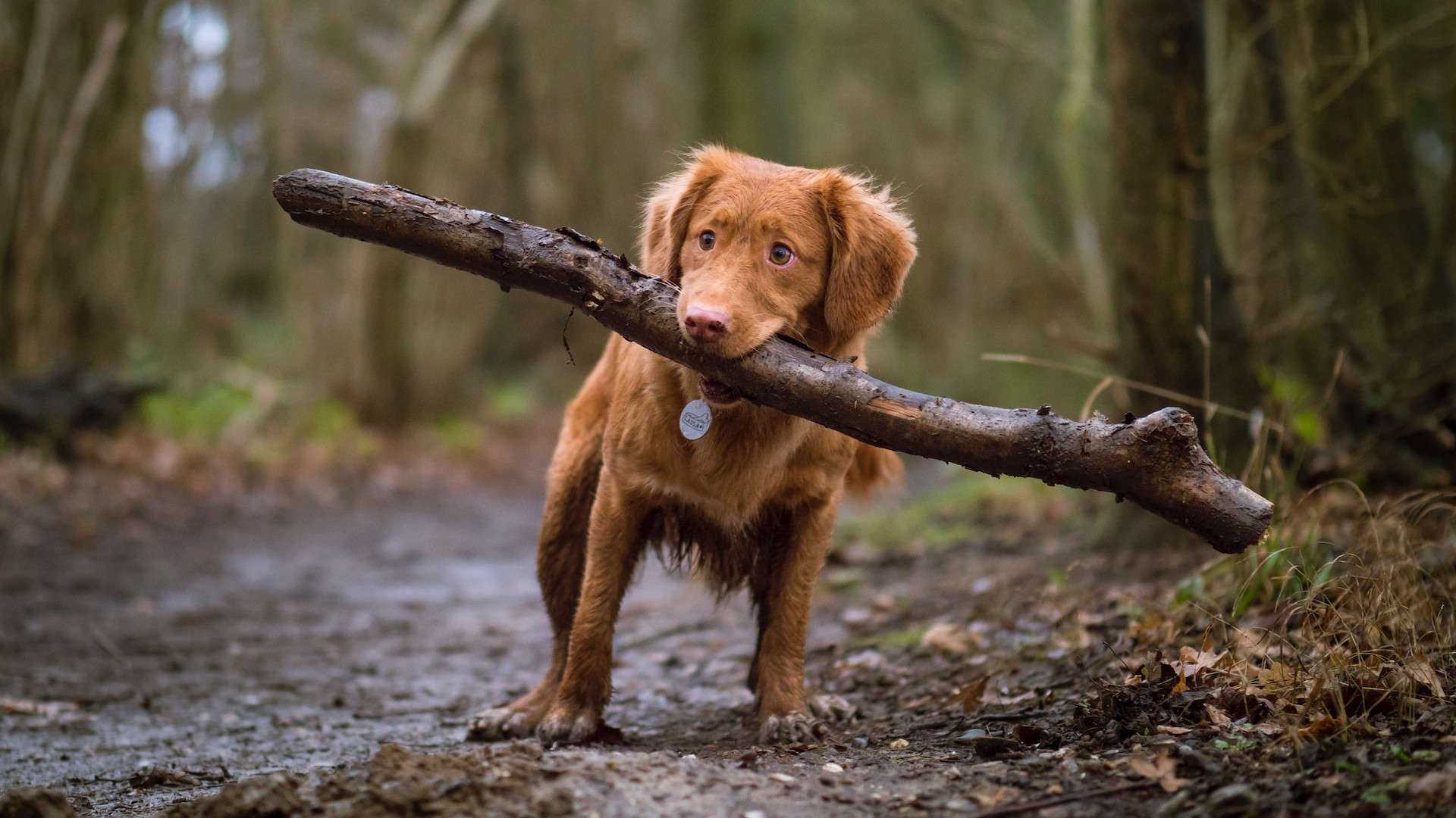 Borelioza u psa. Poznaj objawy, leczenie i rokowania