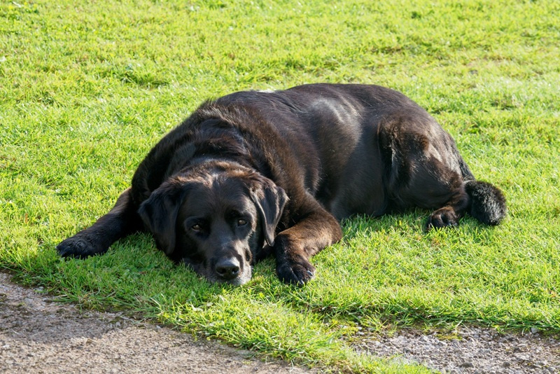 Nadwaga u psa - przyczyny i wpływ na zdrowie