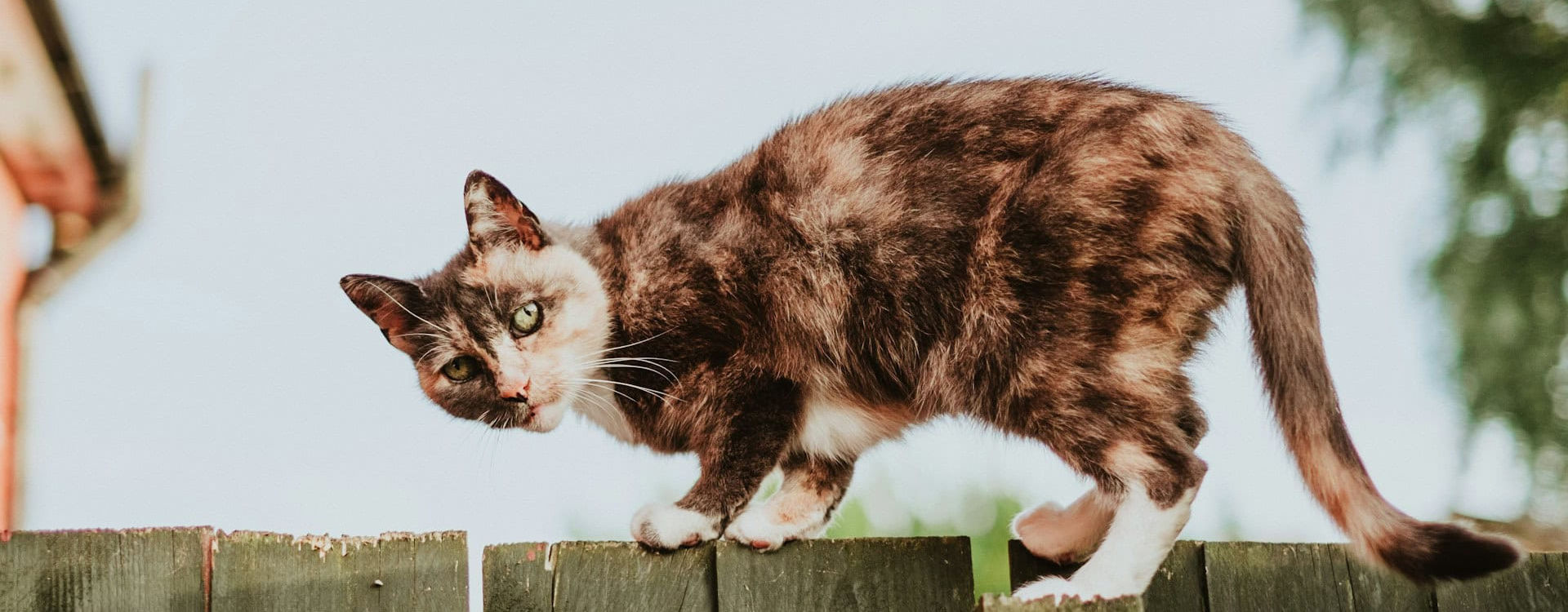 Czipowanie kota - ile kosztuje i na czym polega?