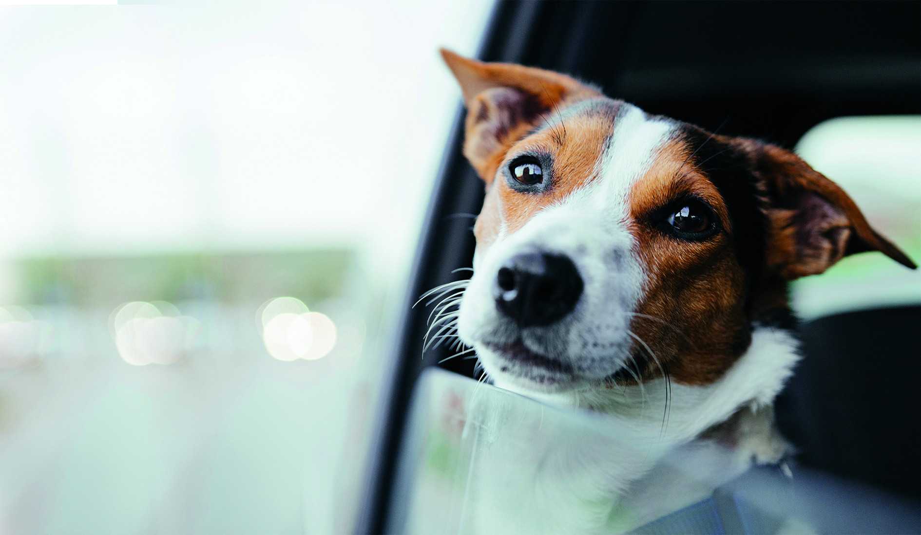 Choroba lokomocyjna u psa - jak przetrwać podróż z psem