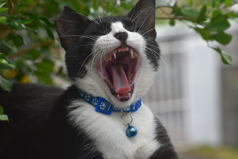 Zapalenie dziąseł u kota - objawy i leczenie