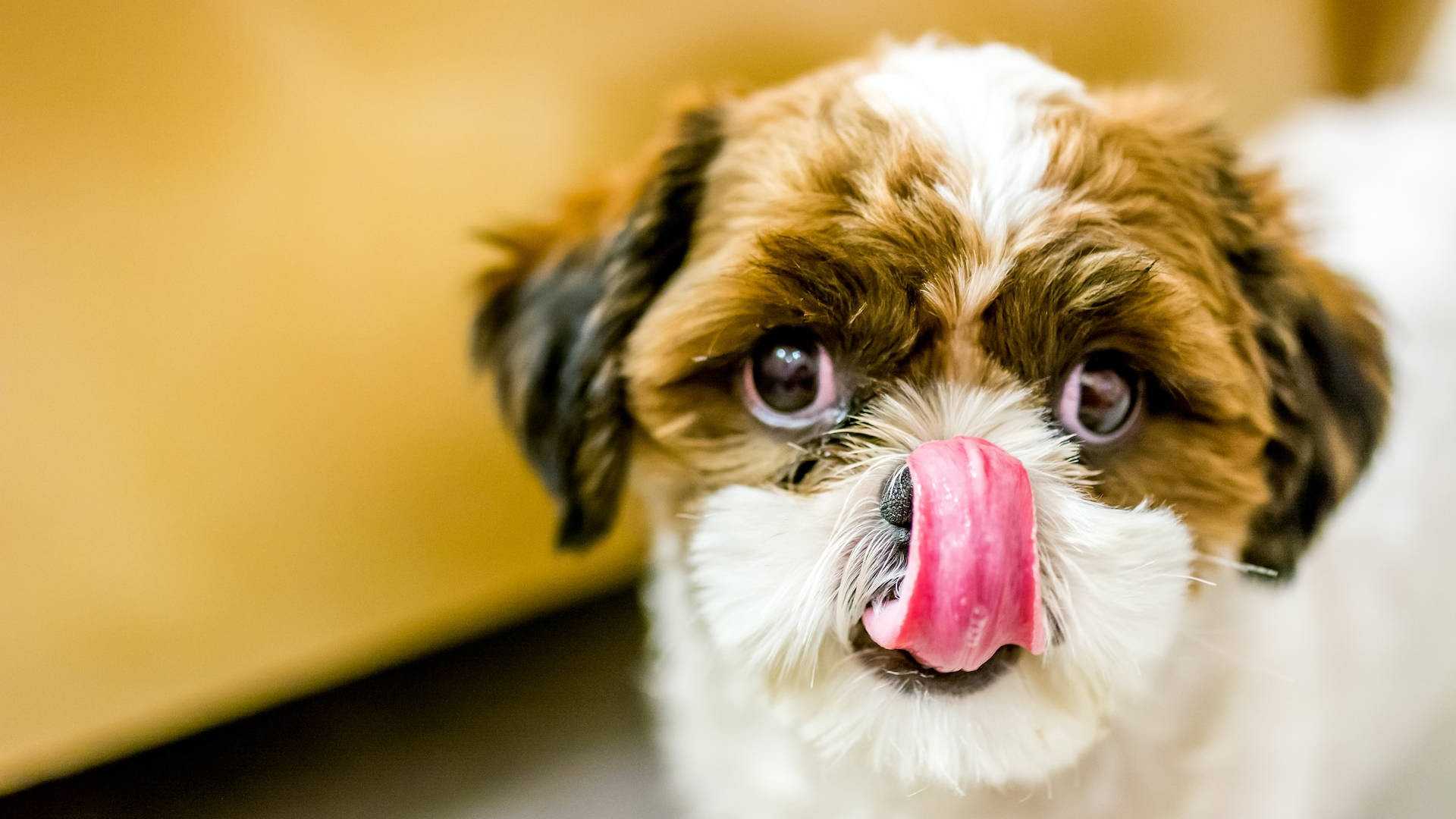 Ile razy dziennie karmić psa? Jak często powinien jeść pies?