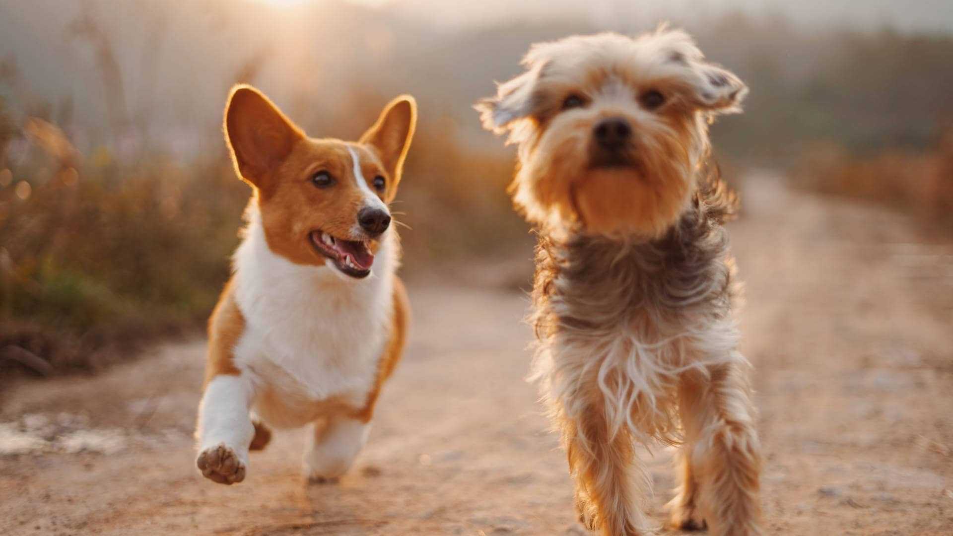 Karma light dla psa - jak wybrać karmę odchudzającą? Ranking