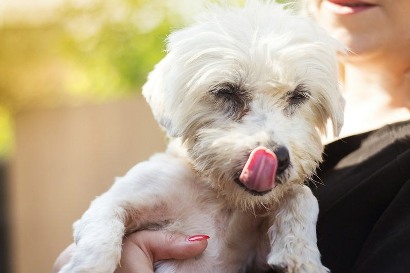 Karma dla szczeniaka, dorosłego psa i seniora – czym się różnią?