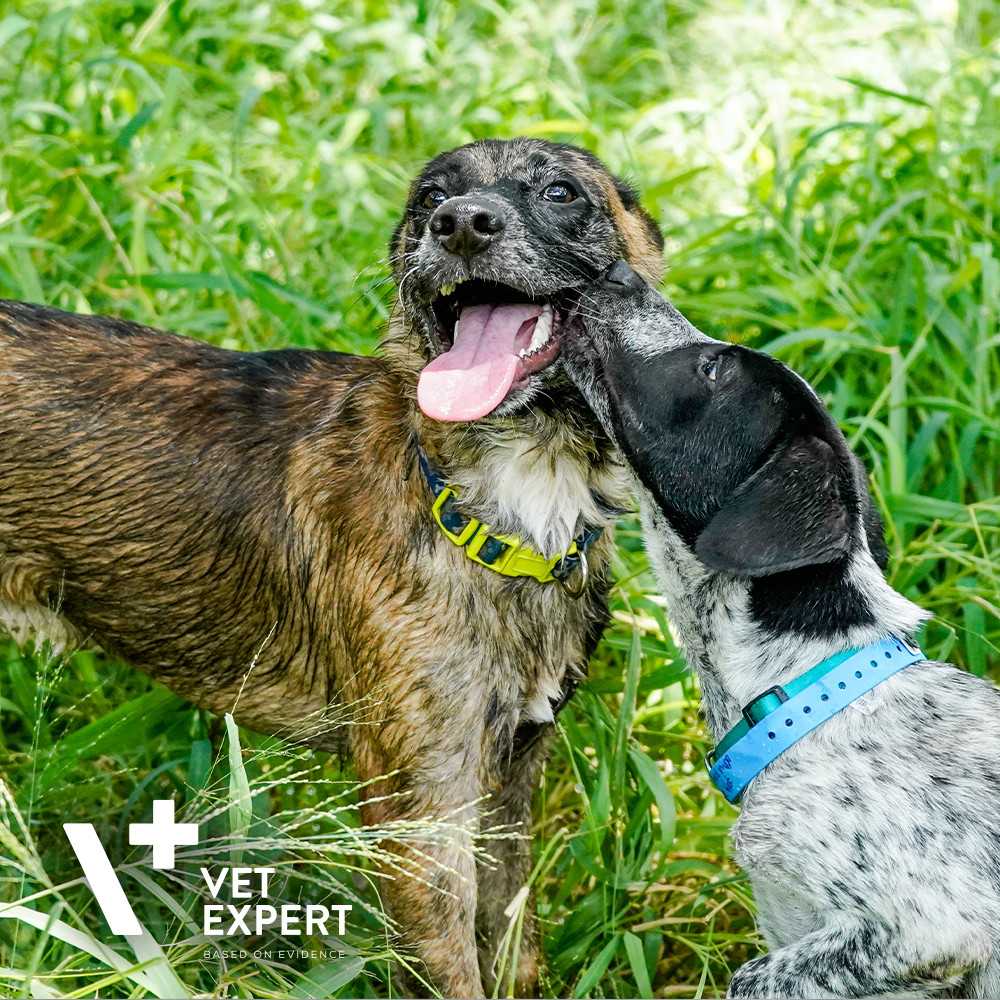 Niebezpieczna koprofagia