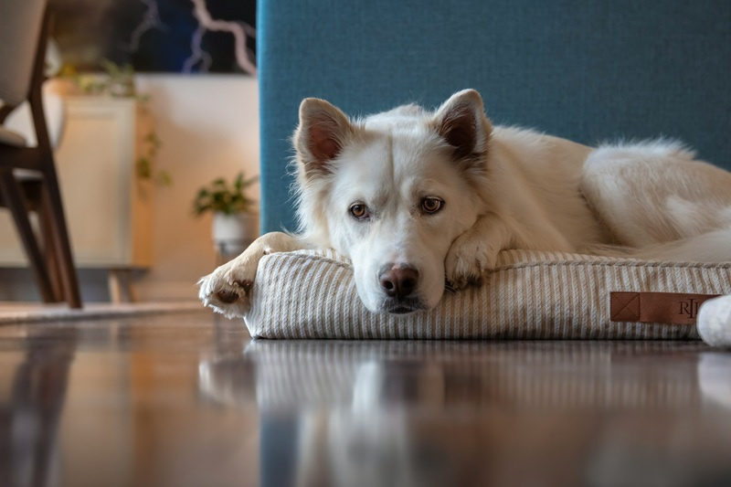 Leczenie alergii u psów — rozpoznaj objawy i zacznij pomagać