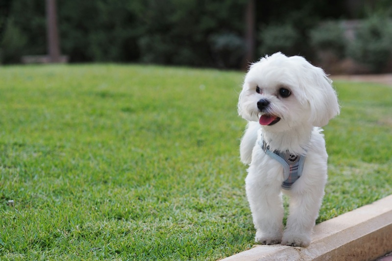 Maltańczyk - opis rasy, zachowanie i pielęgnacja