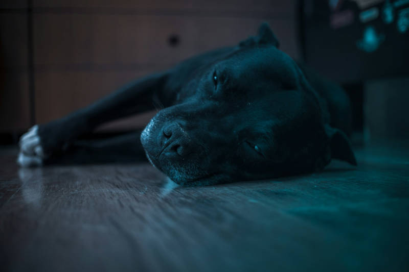 Niewydolność nerek u psa – przyczyny, objawy, leczenie. Czym karmić?