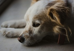 Dieta dla psa z niewydolnością nerek – jak karmić?