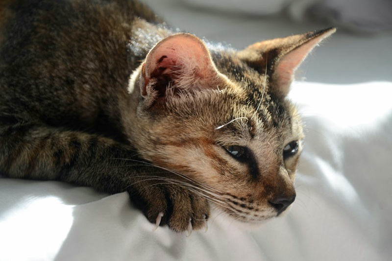 Nosówka u kota - objawy, leczenie i rokowania