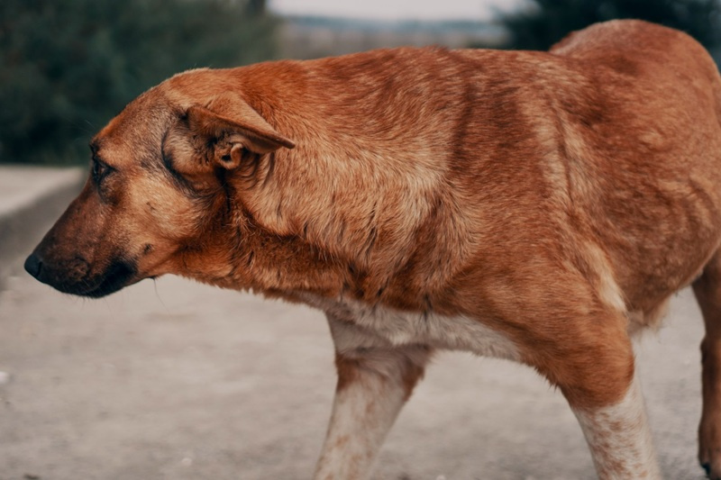 Nużyca u psa - przyczyny, objawy, leczenie