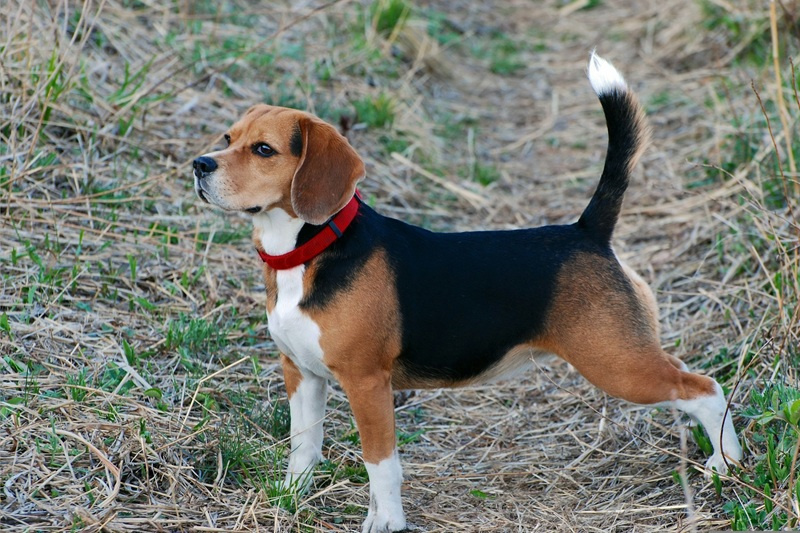 Beagle - usposobienie, umaszczenie i charakter rasy