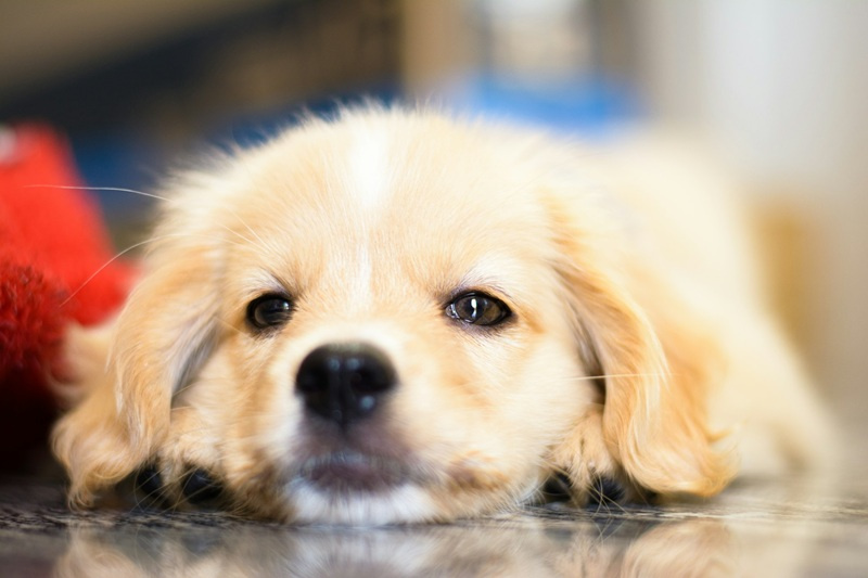 Najlepsza karma dla psów z problemami trawiennymi – jak wybrać?