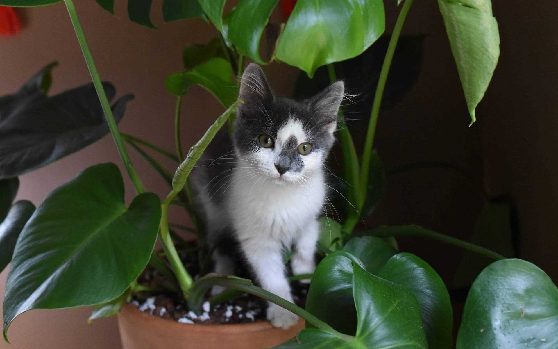 Rośliny trujące dla kota. Zobacz, czy masz je w swoim domu