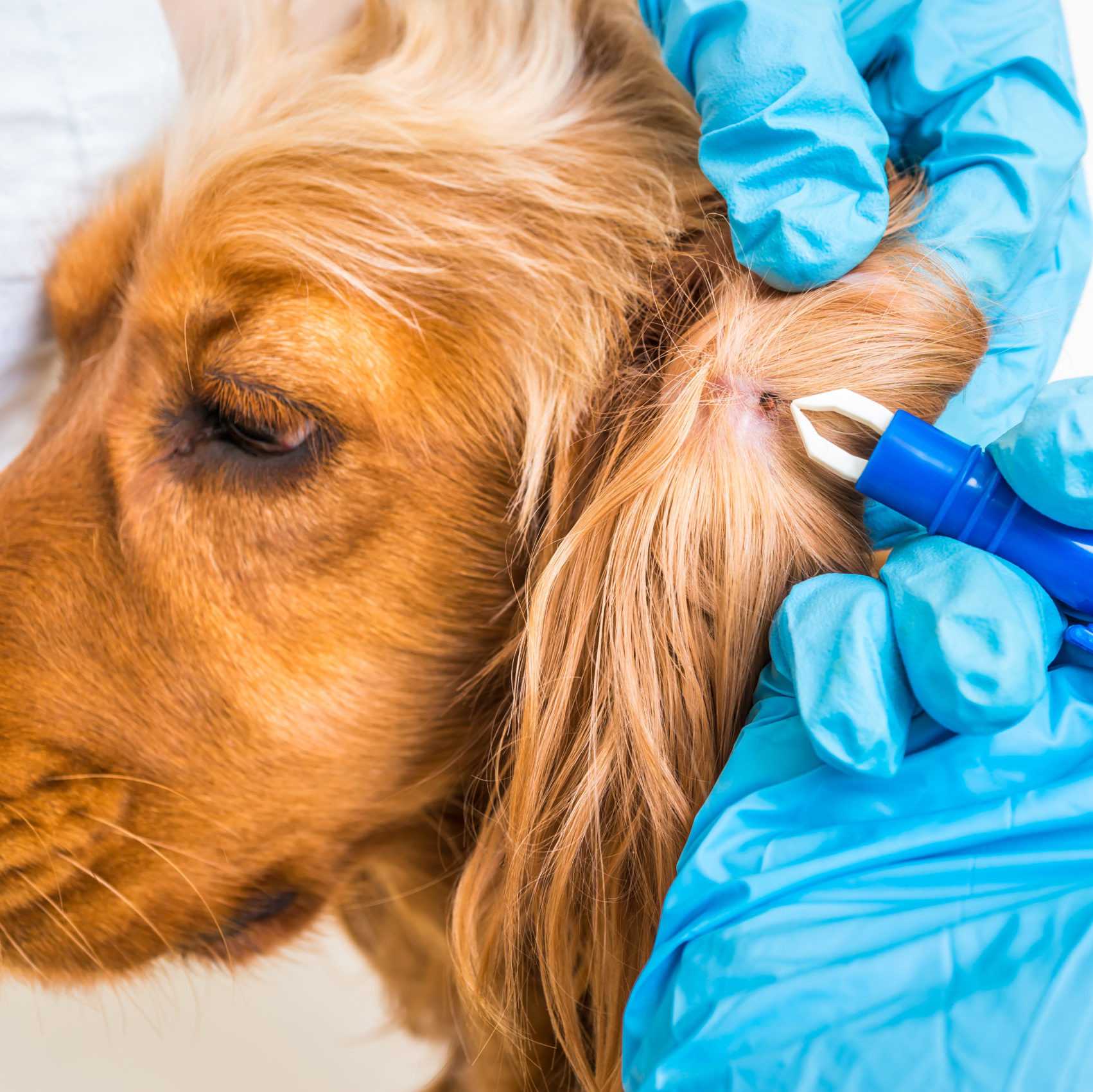 Kleszcz u psa – usunięcie. Jakie są objawy chorób odkleszczowych i leczenie?