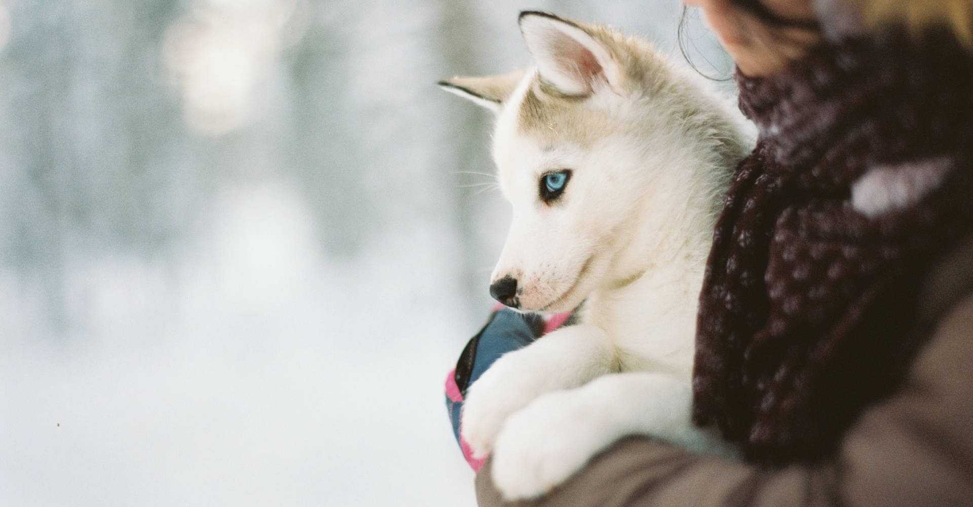 Szczeniaki zimą – jak o nie dbać, aby rozwijały się prawidłowo?