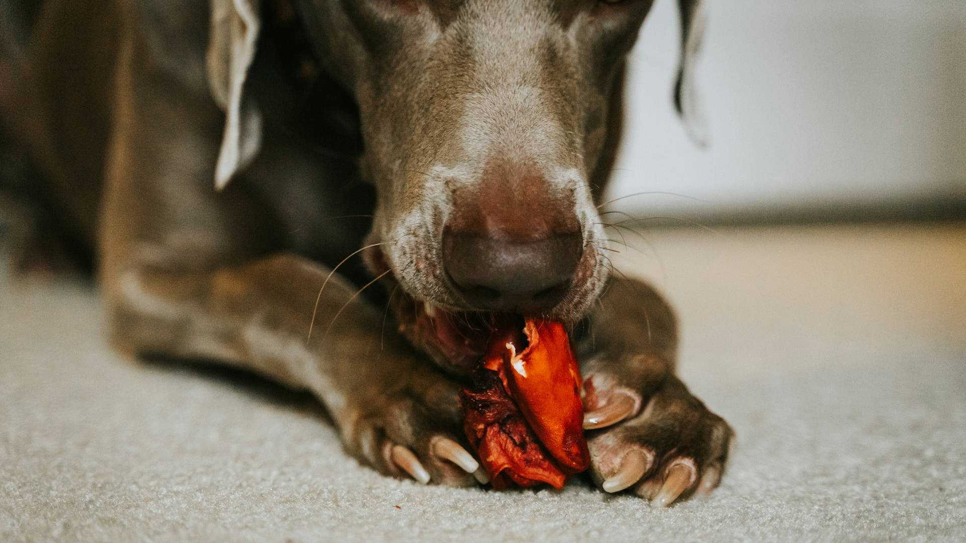 Co może jeść pies, a czego nie powinien? Lista produktów