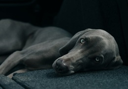 Jaka karma dla psa z wrażliwymi jelitami i żołądkiem?