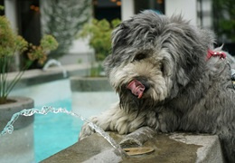 Pies nie chce pić wody - przyczyny, jak reagować?