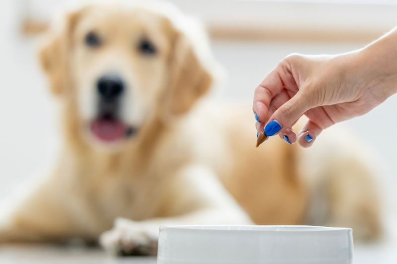 Czy pies potrzebuje witamin? Kiedy suplementacja ma sens, a kiedy lepiej z niej zrezygnować?