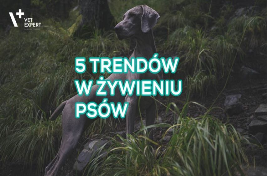 5 trendów w żywieniu psów, które musisz znać