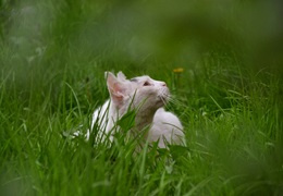 Borelioza u kotów - objawy, leczenie i rokowania