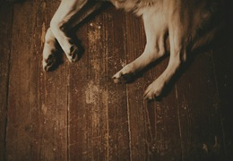 Dysplazja stawu biodrowego u psów - przyczyny, objawy i leczenie