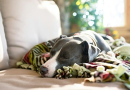 Giardia u psa - objawy, leczenie, profilaktyka