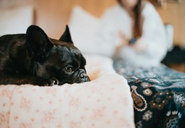 Koronawiroza u psa - przyczyny, objawy i leczenie