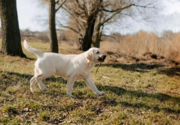 Labrador Retriever - charakter, zachowanie i opis rasy